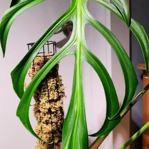 Burle Marx Flame Monstera (rare)- Unique Leaf Pattern, Green Color, Ideal for Indoor Decor