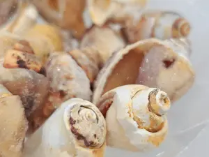 Fossilized Spiralite Quartz mini conch shells