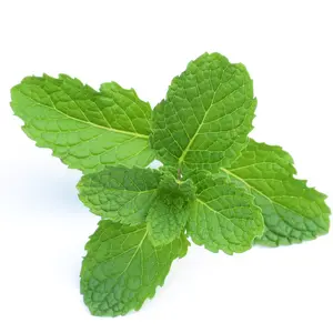 Mentha Peppermint Seeds