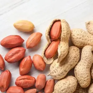 Set 20 Jumbo Bailey Virginia Peanut Seeds