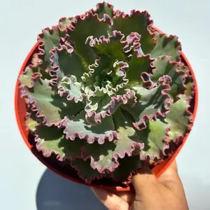 Echeveria blue curls 8 inch pot  succulent Pet safe plant