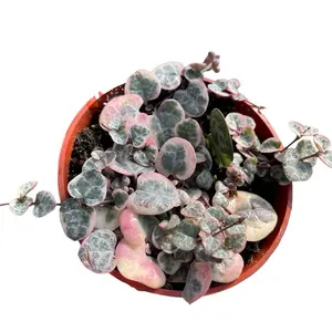 Variegated String Of Hearts, 4inch Pot