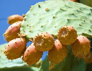 Nopal Yellow Fruit Nopalina Nopalea Exotic Edible Cactus Sweet Juice 20 Seeds Opuntia Ficus Indica Prickly Pears Tuna Grafting Stock