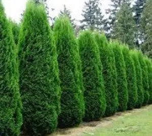 Emerald Green Arborvitae ( Thuja )