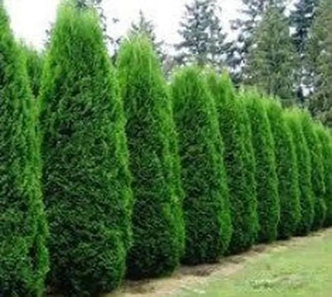 Emerald Green Arborvitae ( Thuja )