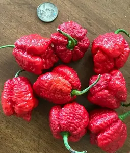APOCALYPSE SCORPION RED CHILI LOT OF 3 Super Hot Pepper LIVE PLANTS
