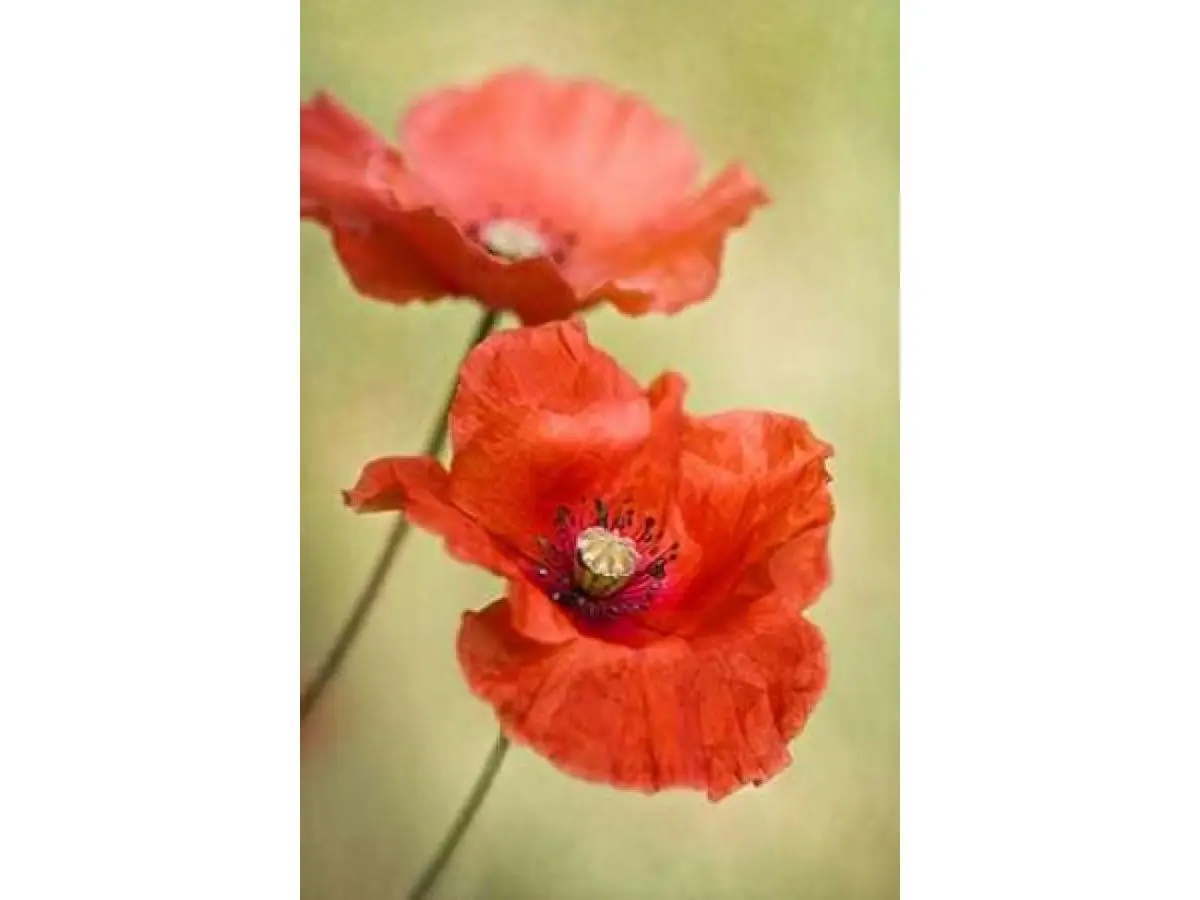 Papaver Passion Poster Print by Mandy Disher - 24 x 36 - Large