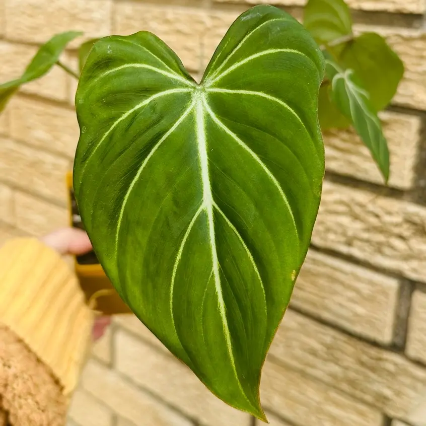 Philodendron Gloriosum in Various Sizes - Live Sale every Thursday