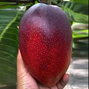 Grafted Miyazaki Mango Authentic (Egg of the Sun) Live fruit tropical tree (3-4ft) (manglifera)