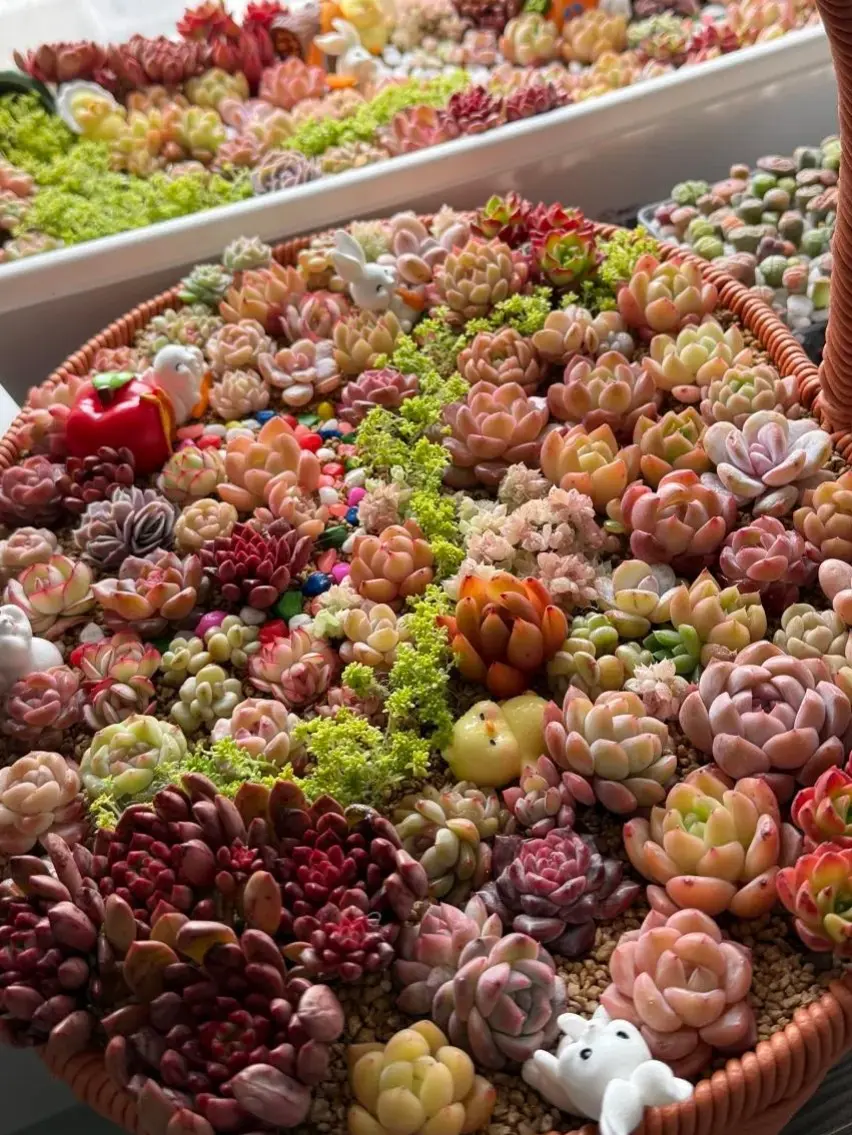 100pcs Random Succulent Plants 1-2 Inch Bare Root | Live Succulent Mix, Easy Care, Indoor Plants, Bulk Pack, Gift & Home Decor