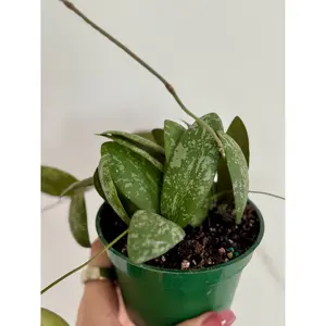 4” Hoya Sigillatis ʼRound Formʼ