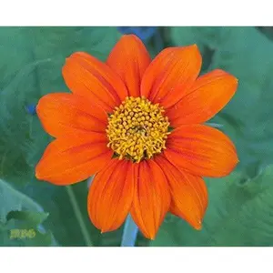 Organic Mexican Sunflowers flower seed