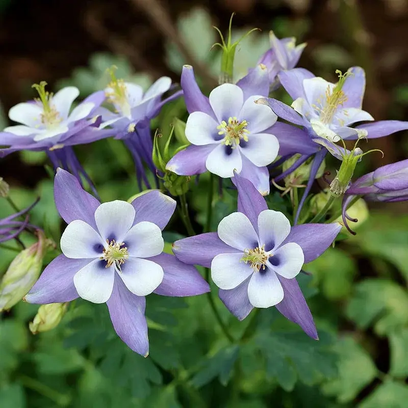 Colorado Blue Columbine Organic Seeds (Aquilegia coerulea) – Colorado’s state flower with stunning blue and white blooms. Attracts hummingbirds and bees.