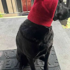 Dog Silent Ear Muffs, 1 Pc Noise-Protection Ear Covers, Large Dog Knitted Ear Hat, Fabric Clothing Pet Supplies