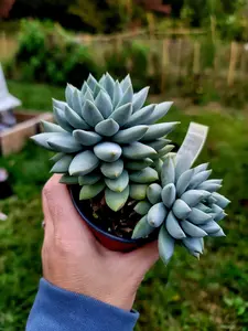 Echeveria Estrella double head in 3.5 inch pot live succulent plant