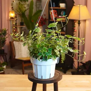 Variegated Ivy Plant - 6” Pot