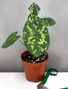Alocasia Hilo Beauty