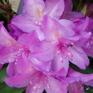 Boursault Rhododendron