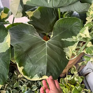 Alocasia “Mickey Mouse” - 4 Inch Pot