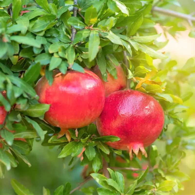 Live Red Pomegranate Tree Plant Full Roots and Easy to Plant, Size 8 to 12 Inch Tall