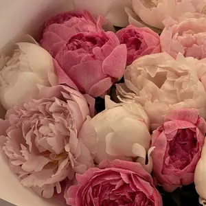 background preload poster image 