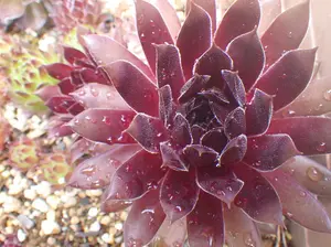 Sempervivum Pacific Knight – Hens & Chicks Succulent (4” Pot, Zones 3–9)