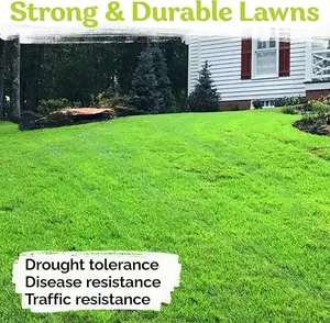 Emerald Zoysia 20,000 Pcs Grass Seeds - Dense, Carpet-Like Growth, Thick Turf, Drought Tolerant, Suitable for Home Lawns, Gardens, Patios,Golf Courses & More