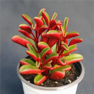 Succulent Arrangement Desktop Decor Beginner Friendly Vibrant Live Succulent Assortment home desktop decor succulents tiktokshopspringglowup