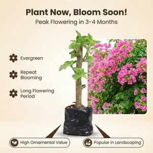 Easy Grow Bougainvillea Seedlings Live Plant Non-GMO Heat Tolerant Outdoor Indoor Home Garden Patio Balcony Ornamental Flower Saplings