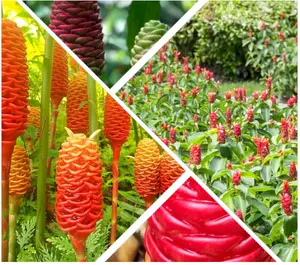 2 Live Ginger Shampoo Plants Rhizomes Awapuhi Zingibar Zerumbet Rooted Plant Bitter Ginger Plants, Ready to Planting