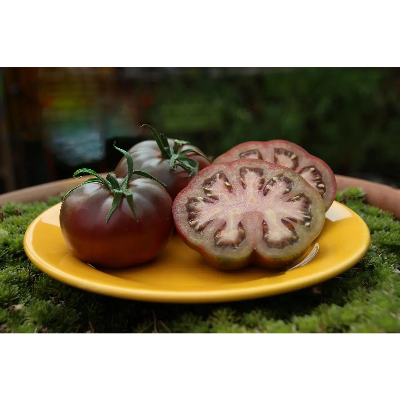 Organic Heirloom Non-GMO Cherokee Purple Tomato Live Vegetable Plant - 1 Outdoor Home Garden Supply, Grown Organically, Meaty Fruit, Full Sun, 90-Day Harvest, Ornamental, Flavorful, Money Back Guarantee