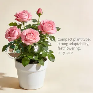 Exquisite Petal Sora Rose Seedlings - Novice friendly, easy to care for, hardy, ideal for balconies and patio decor, lasting flowers