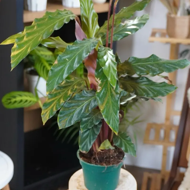 Furry Feather Calathea(Rufubarbra) - 6”
