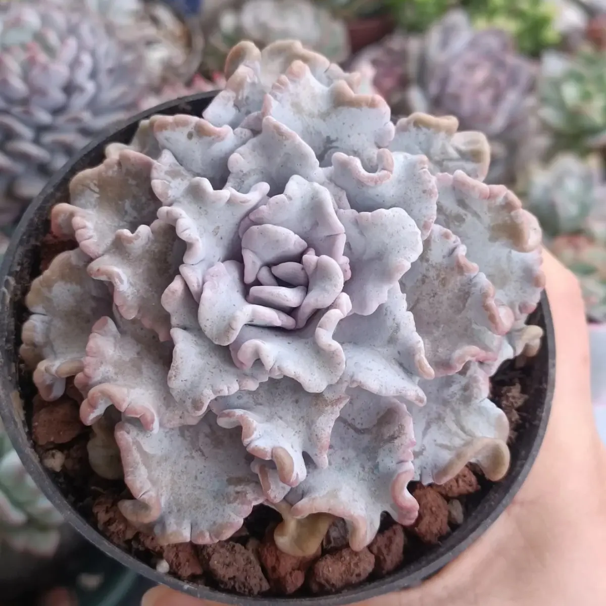 4 Inch Live Crispate Beauty Echeveria Succulent, Easy Care Plant, Beautiful decoration, suitable for balcony, room, kitchen, indoors and outdoors