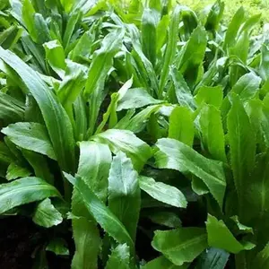 3000 Culantro Seeds - NGO GAI -  Sawtoothfitweed, long coriander