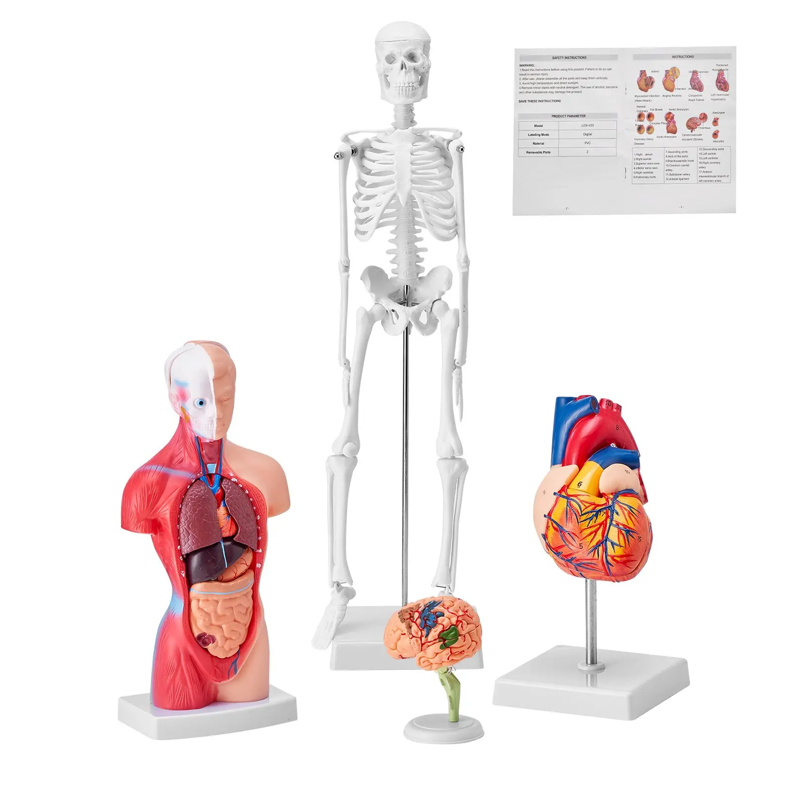 【Summerfinds】VEVOR  Human Anatomy Models Bundle Set, Brain, Human Torso Body, Heart, Skeleton Model Set of 4, Hands-on 3D Model Study Tools Teaching Models for Physiology Students or as Educational Kit for Kids