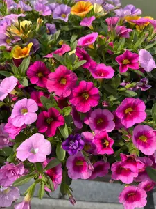 Mixed Color Petunia Flower Seeds 800 PCS, Ideal for Hanging Baskets, Containers and Outdoor Garden, Seeds Only Not Live Plants