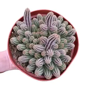 Live Peanut Cactus Clusters Plant - Minimalist Cactus Plant - 6 Inch Pot