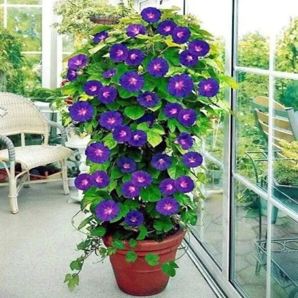 20 PURPLE MORNING GLORY FLOWER VINE SEEDS "Grandpa Ott" (Ipomoea purpurea) Hardy