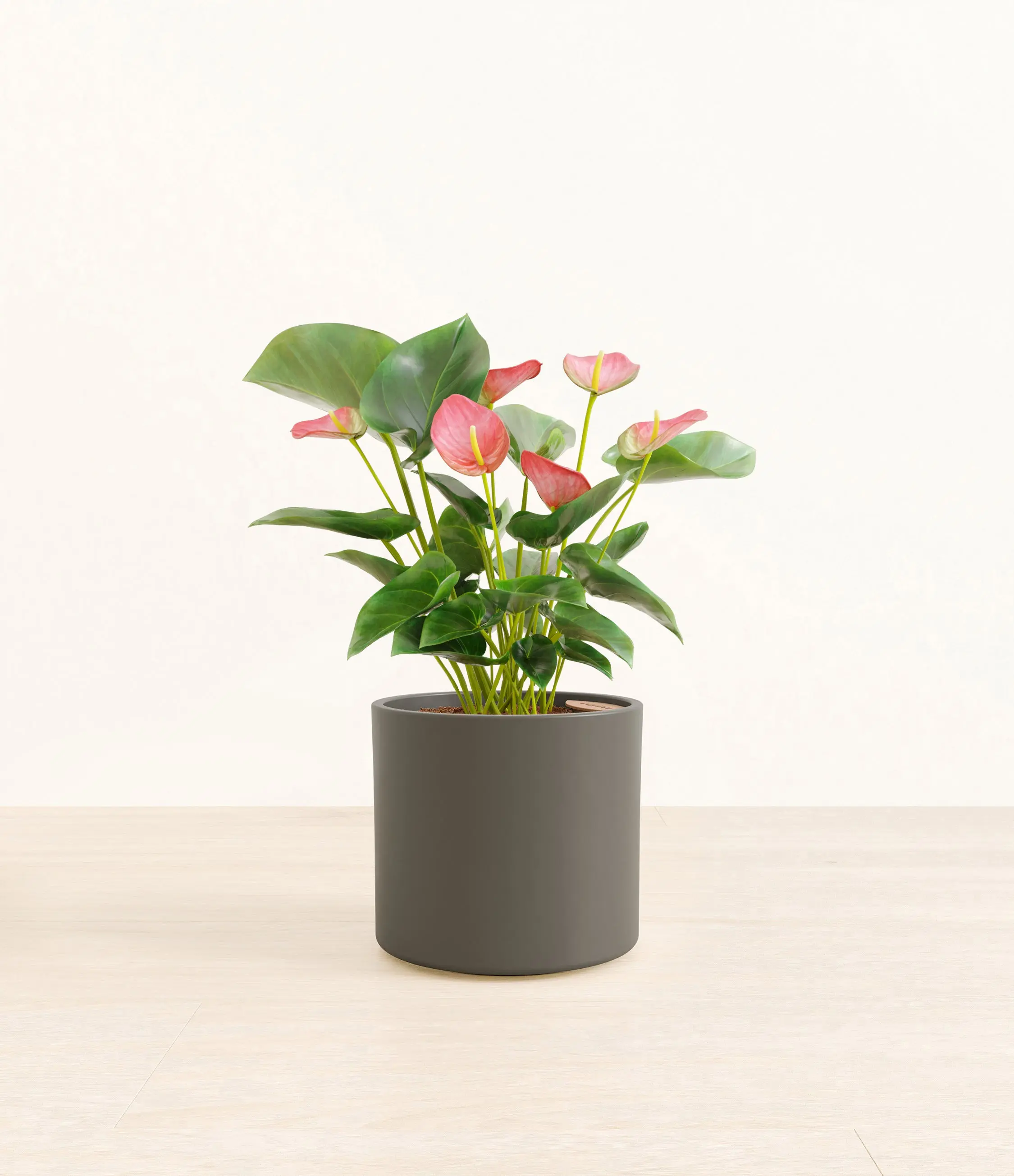 Anthurium Pink