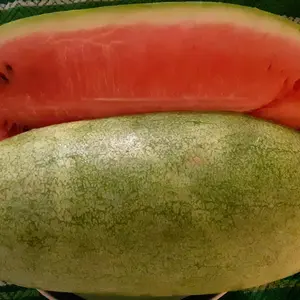 Organic Charleston Grey Watermelon Seeds (Citrullus lanatus) – Large, Sweet Watermelon, Perfect for Summer Refreshment – 20+ Seeds