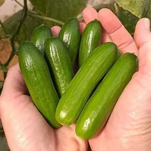 Mini Cucumber Seeds – Easy to Grow, Beginner-Friendly, Non-GMO Sweet & Crunchy Cucumbers, Perfect for Balcony, Container & Garden Planting, Ideal for Snacking, Salads & Slicing