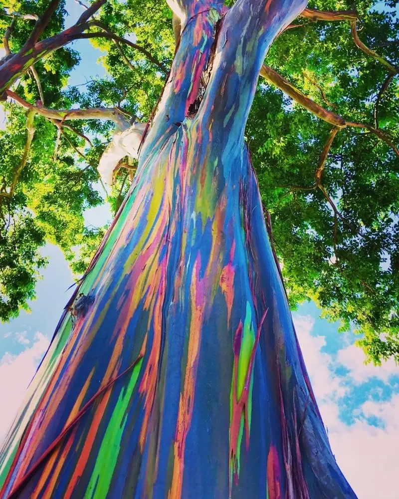 CZ GRAIN Rainbow Eucalyptus Tree Seeds - 50 All-Seasons Exotic Look Seeds, Easy Germination, Fast Growth - Stunning Multicolored Bark Eucalyptus deglupta for Bonsai, Outdoor Planting - Ideal for Shade, Landscape Lovers