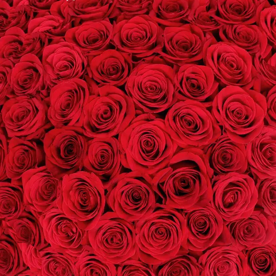 Red Roses