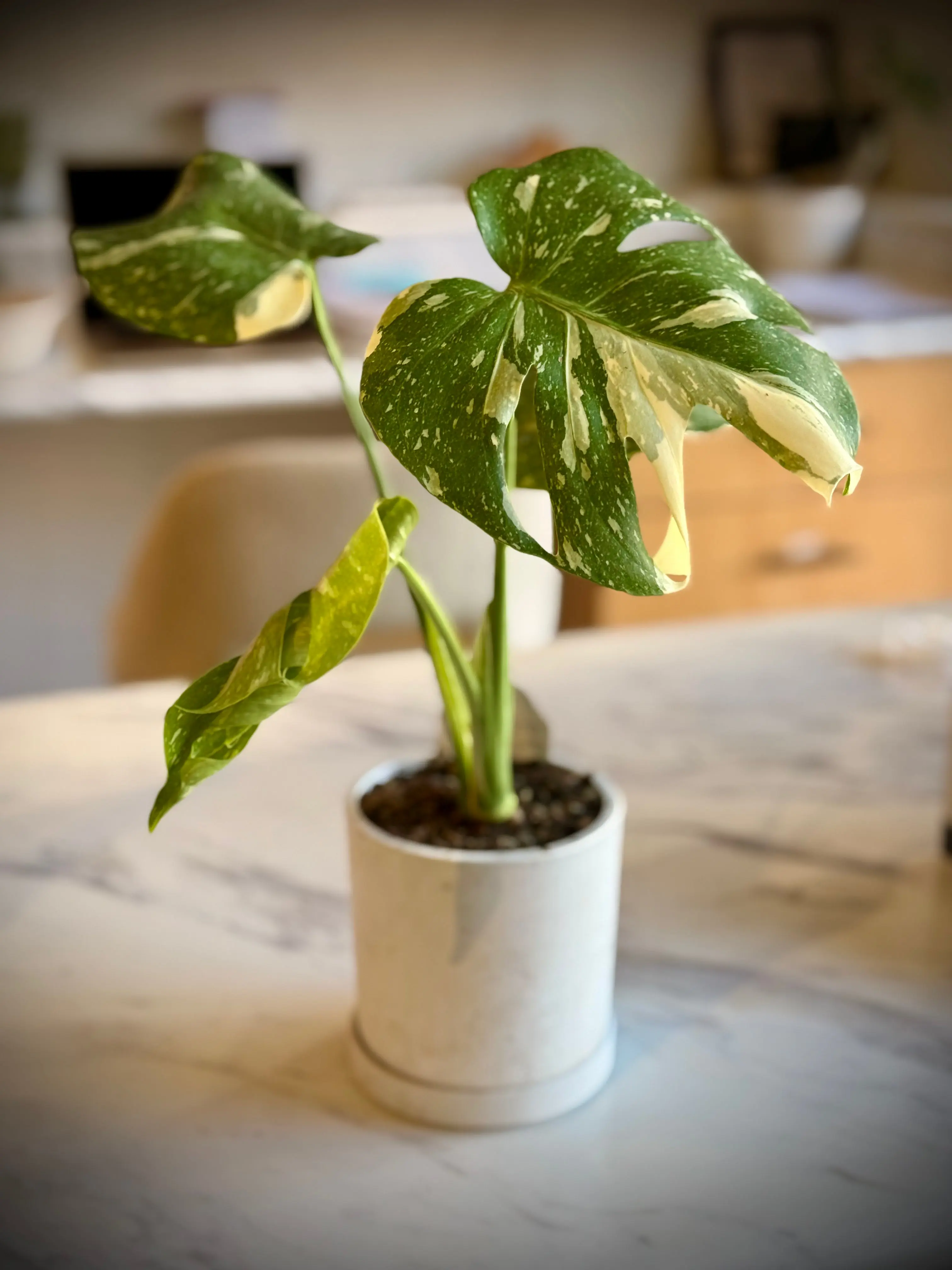 Monstera Thai Constellation