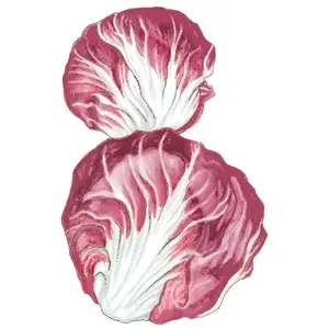 Palla Rossa Mavrik Radicchio Seeds