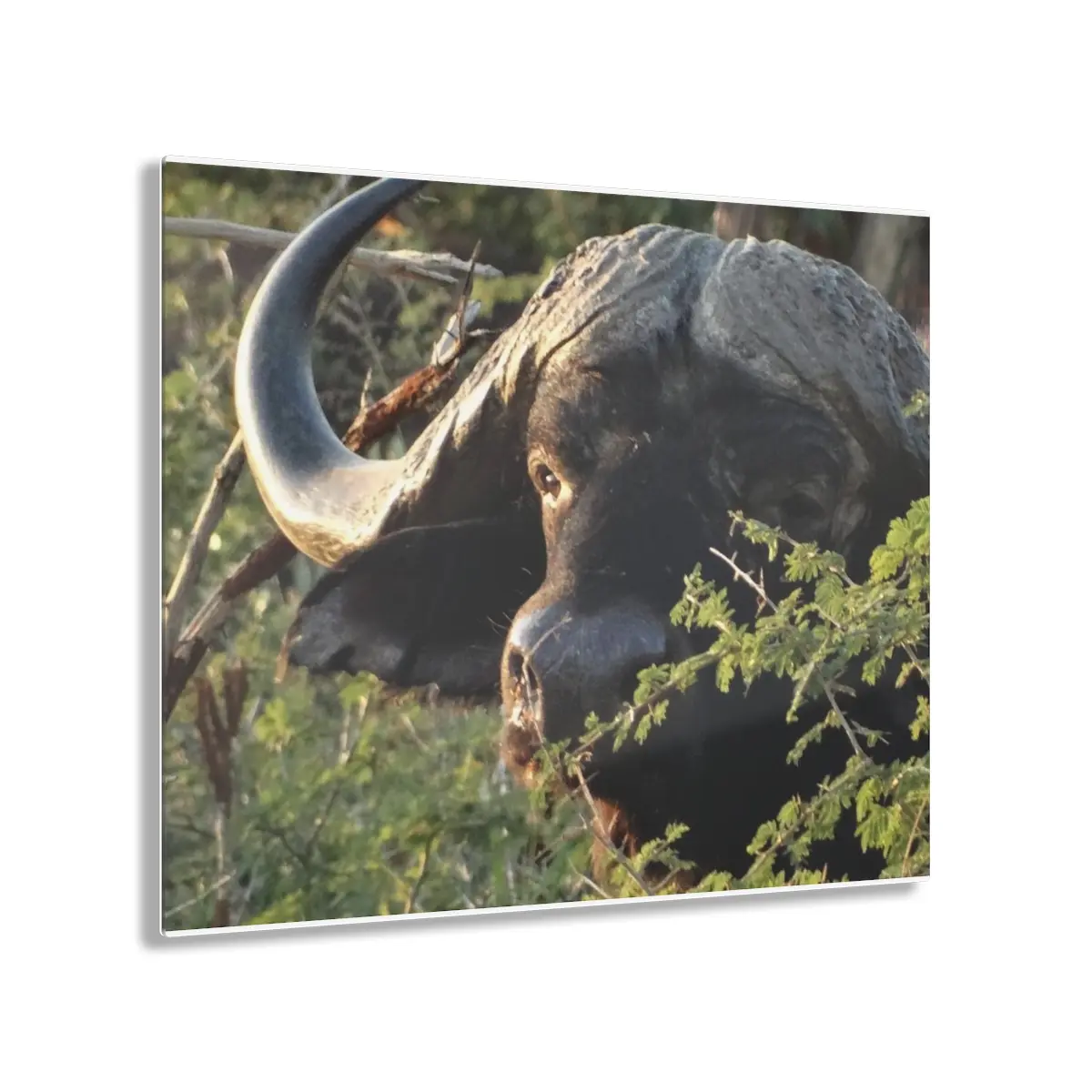 Ready! Acrylic Prints