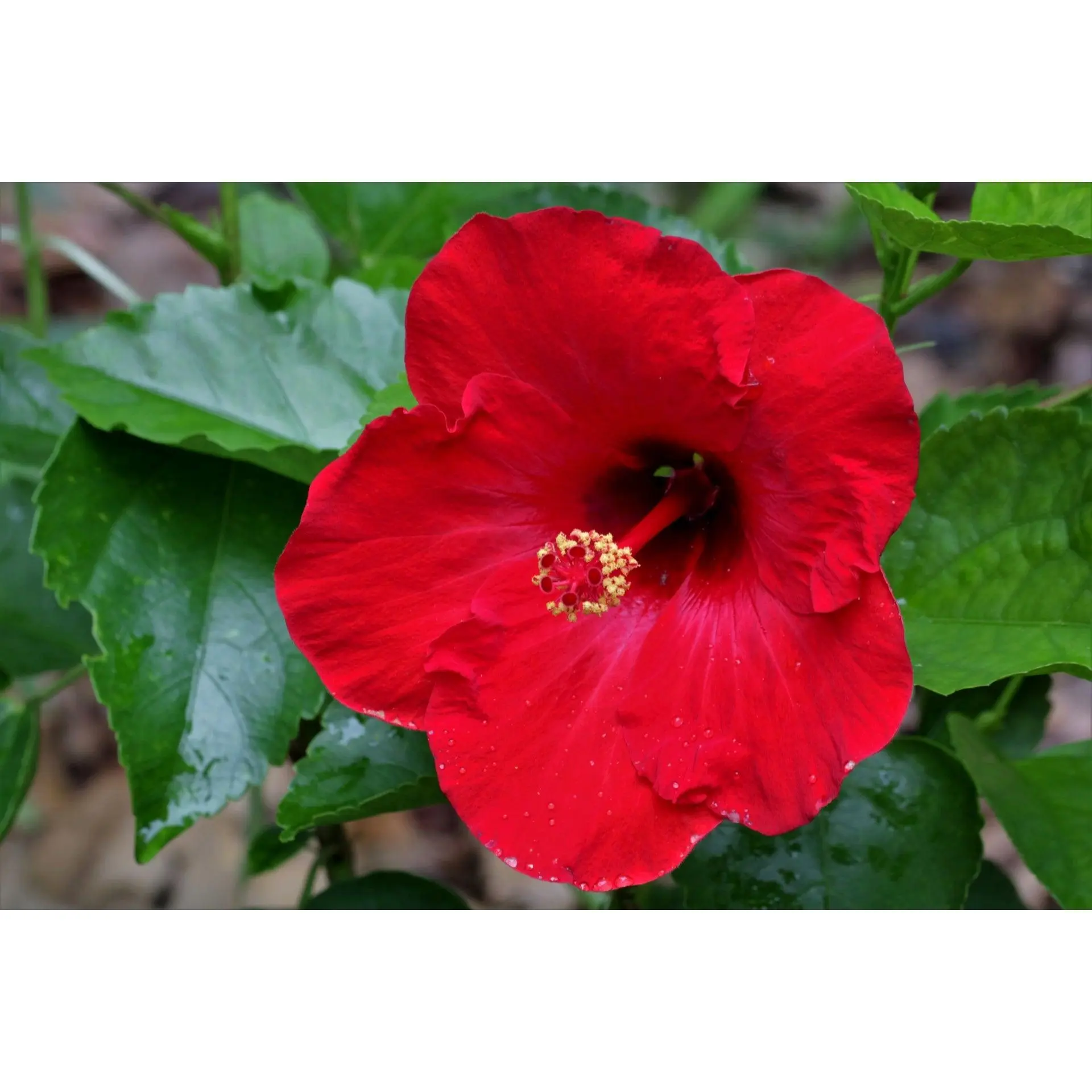 Hibiscus President Red - Live Plant in a 3 Gallon Pot - Hibiscus Rosa Sinensis 'President Red' - Beautiful and Stunning Flowering Shrub from Florida