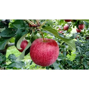 3 Ft. Winesap Heirloom Apple Tree with All-Around Uses Including Cider, Baking and Fresh Eating Nocturnal Gardens