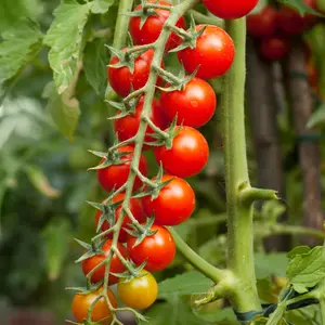 Red Cherry Large Tomato Seeds Organic (Solanum lycopersicum) Organic cherry tomato with sweet flavor and big yields. Grows in clusters, perfect for snacking and salads.